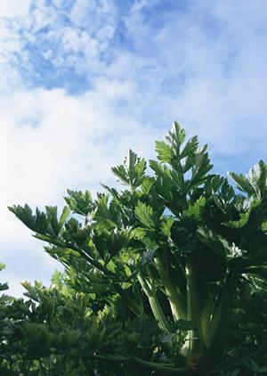 歌舞伎町ホストクラブの過去と現在